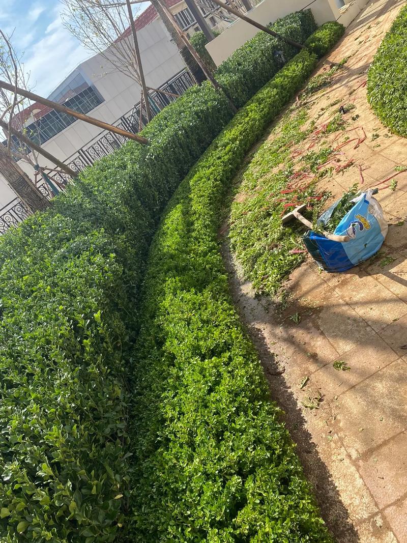 小區里的春夏，藏在園林綠化的故事里